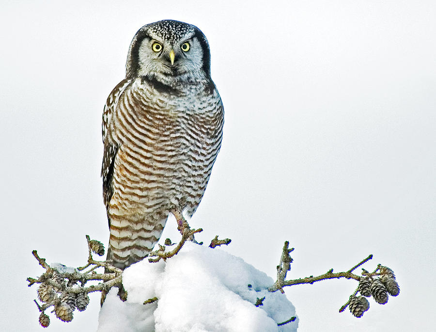 Owl Photograph - Northern Hawk Owl by Photograph By Peter Haworth