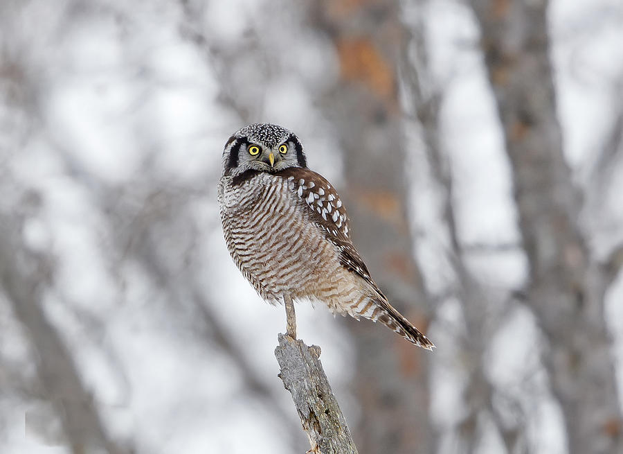 Manitoba Photograph - Northern Hawk Owl by Shlomo Waldmann