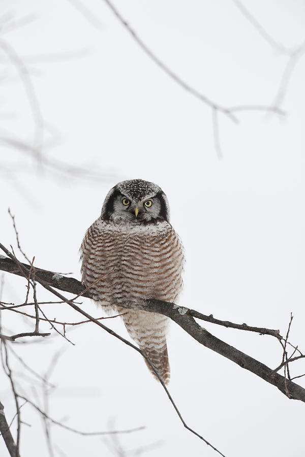 Northern Hawk Owl Surnia Ulula Photograph by Thomas Kokta