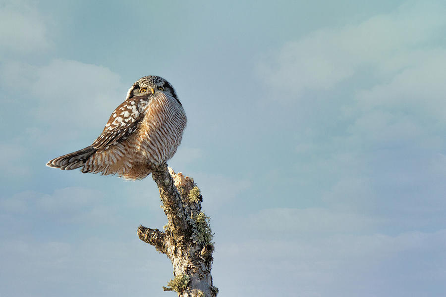 Northern Hawk Owl Photograph by Susan Rissi Tregoning