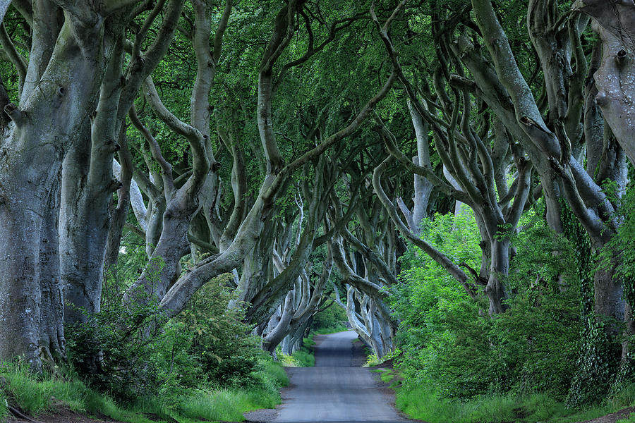 Northern Ireland, Ballymoney, Ulster, Dark Hedges, A Country Road Surrounded By Spooky Beech Trees Digital Art by Riccardo Spila