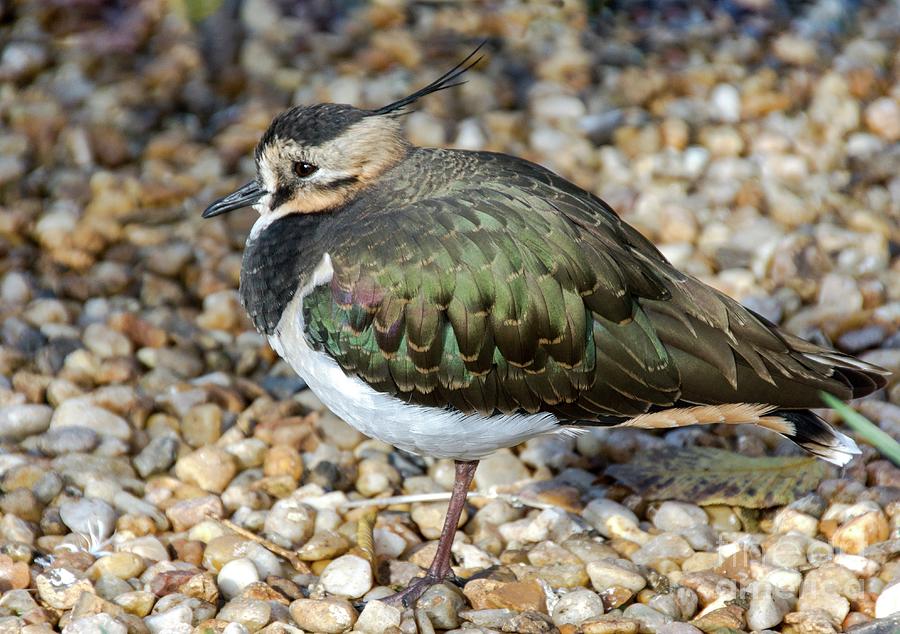 Nature Photograph - Northern Lapwing by Brian Gadsby/science Photo Library