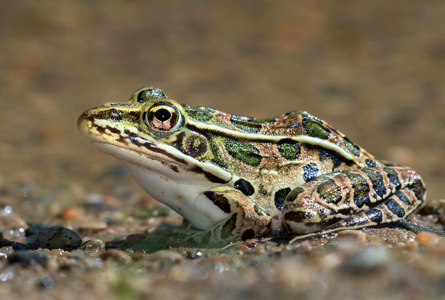 Northern Leopard Frog Lithobates Pipiens Photograph by Ivan Kuzmin - Pixels