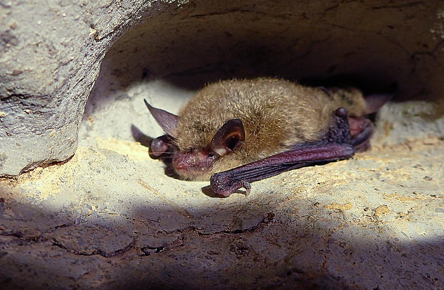 Northern Long-eared Bat Myotis Photograph by Dante Fenolio
