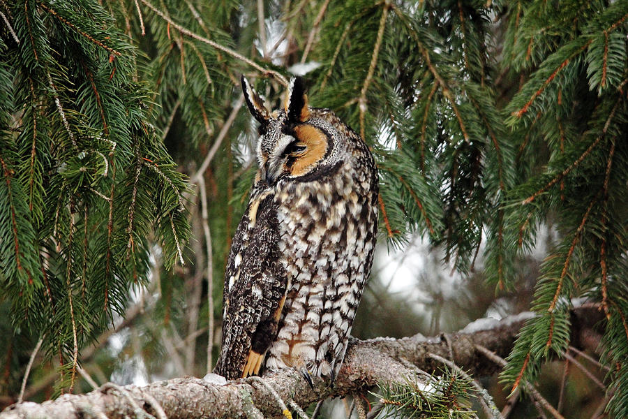 Northern Long Eared Owl Photograph by Debbie Oppermann