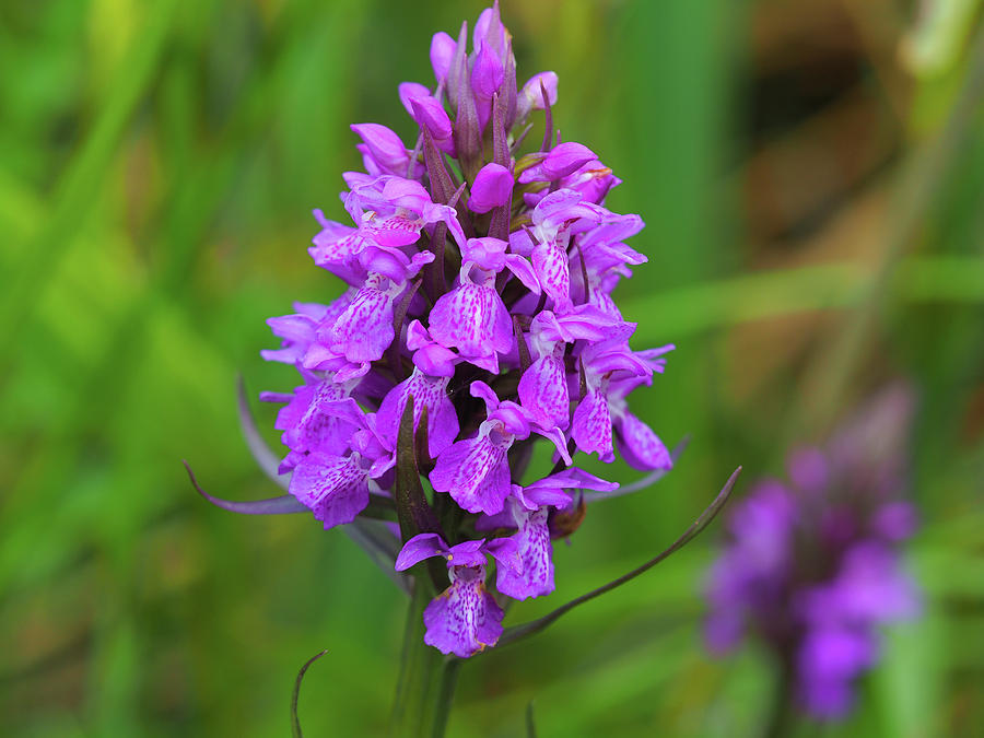 Northern Marsh Orchid Photograph by Angie C