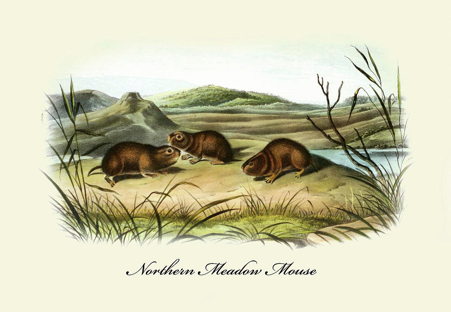 Northern Meadow Mouse Painting by John Joseph Audubon