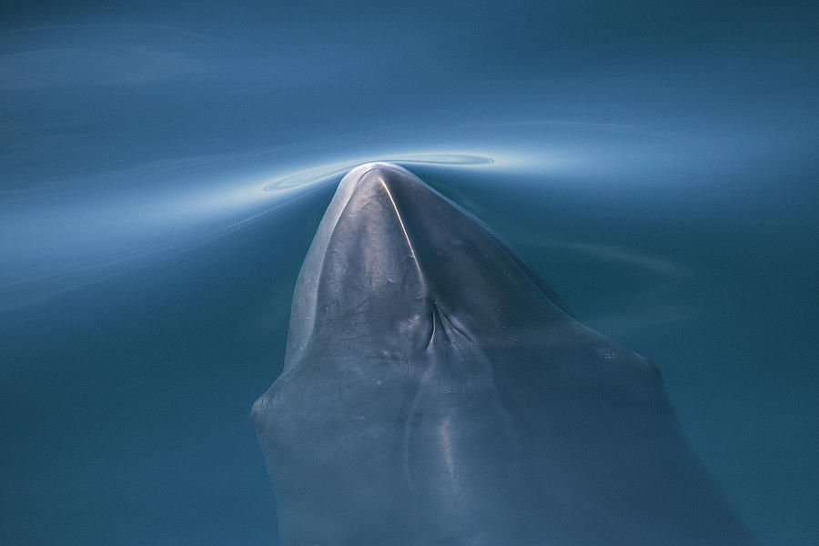 Northern Minke Whale Surfacing, Baja California, Mexico Photograph by ...