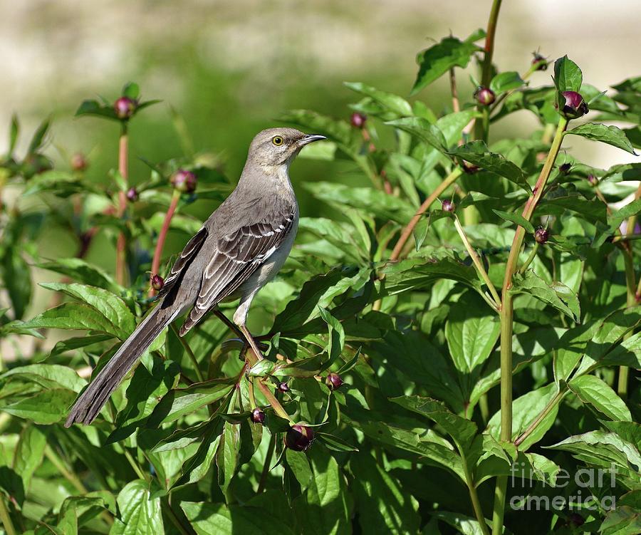 Northern Mockingbird And Peony Photograph