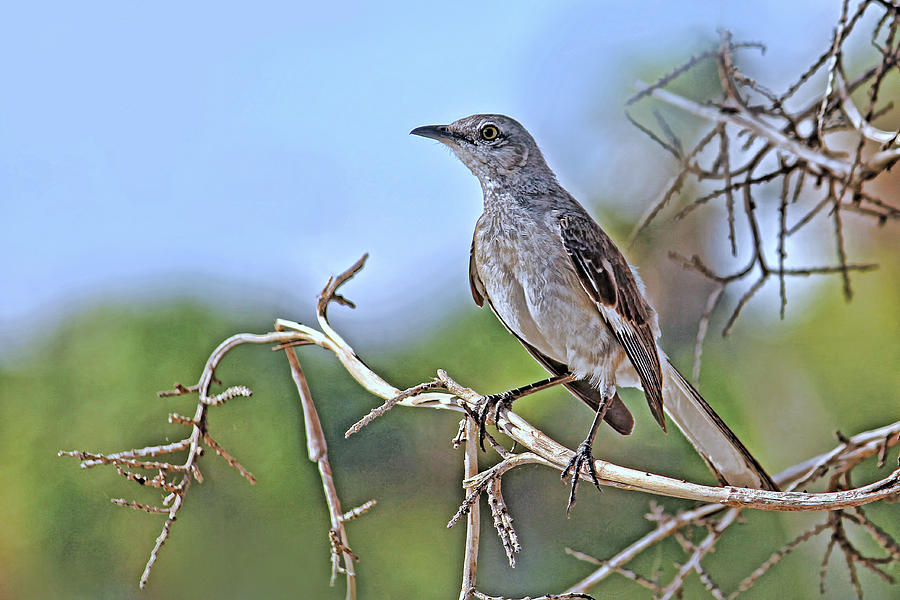 Northern Mockingbird Photograph by HH Photography of Florida