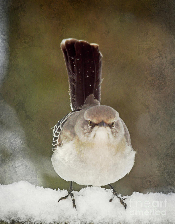 Northern Mockingbird - Not In the Mood For Winter Photograph by Kerri Farley