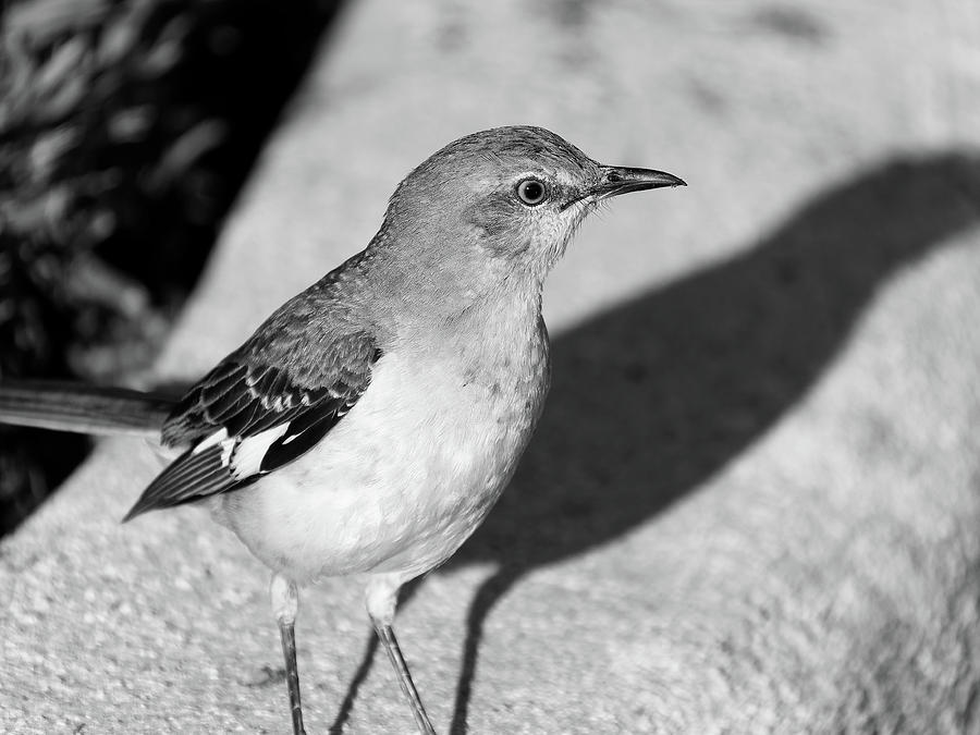 Northern Mockingbird On Curb Photograph