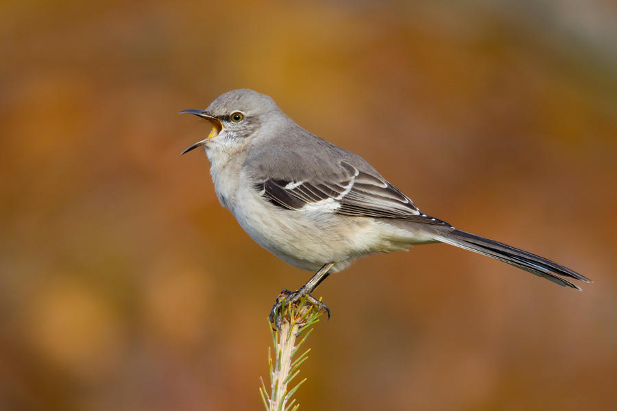 Northern Mockingbird Singing Photograph by James Zipp