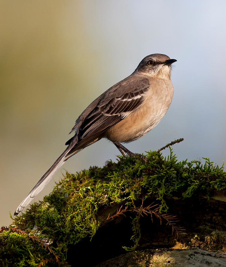 Mockingbird Photograph - Northern Mockingbird by Verdon