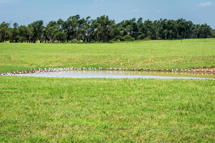 Northern Oklahoma Countryside and Cattle Egrets Photograph by Debra Martz Fine Art America
