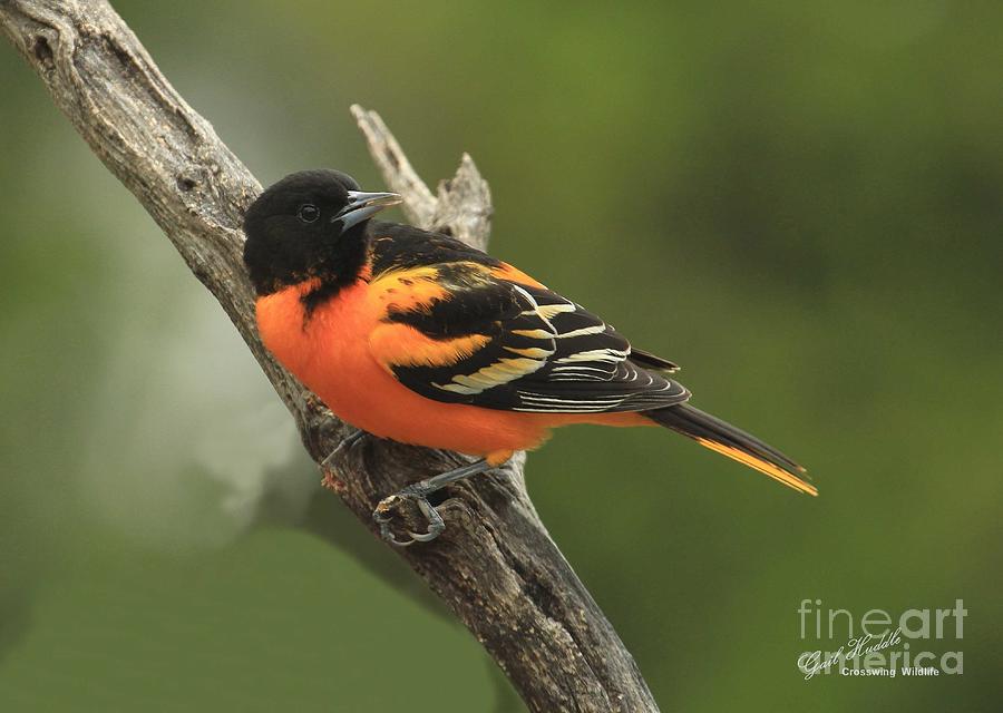 Northern Oriole-B Photograph By Gail Huddle | Fine Art America