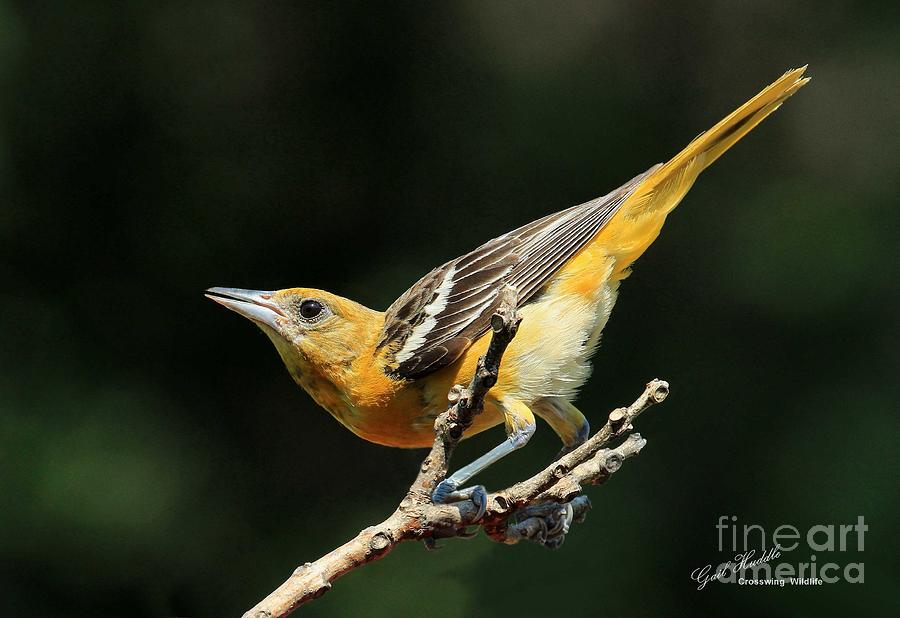 Northern Oriole-E Photograph By Gail Huddle | Fine Art America