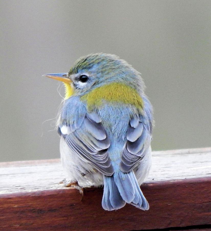 Northern Parula II Photograph by Karen Stansberry