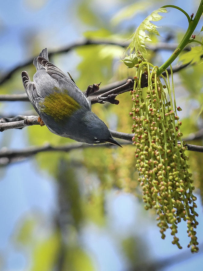 Northern Parula top down Photograph by Hershey Art Images
