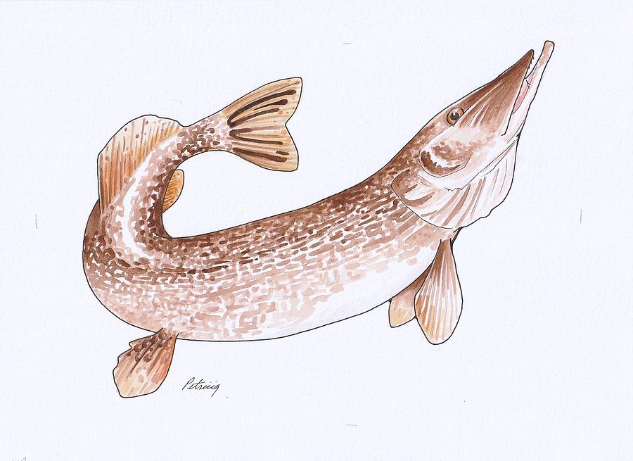 Northern Pike Drawing by Marcy Petricig Braasch