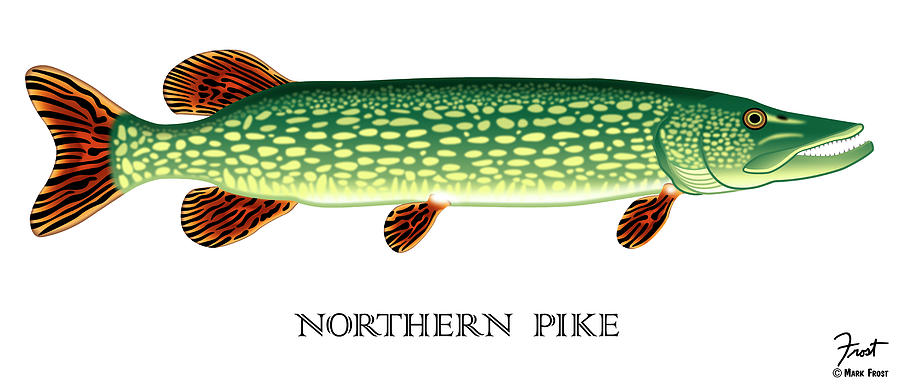 Fish Digital Art - Northern Pike by Mark Frost