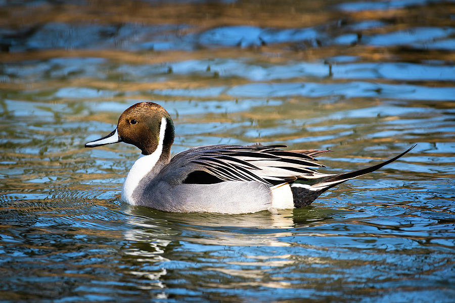 Northern Pintail Duck Photograph by Garrick Besterwitch - Pixels