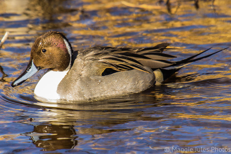 Northern Pintail Duck Photograph by Maggie Brown - Fine Art America