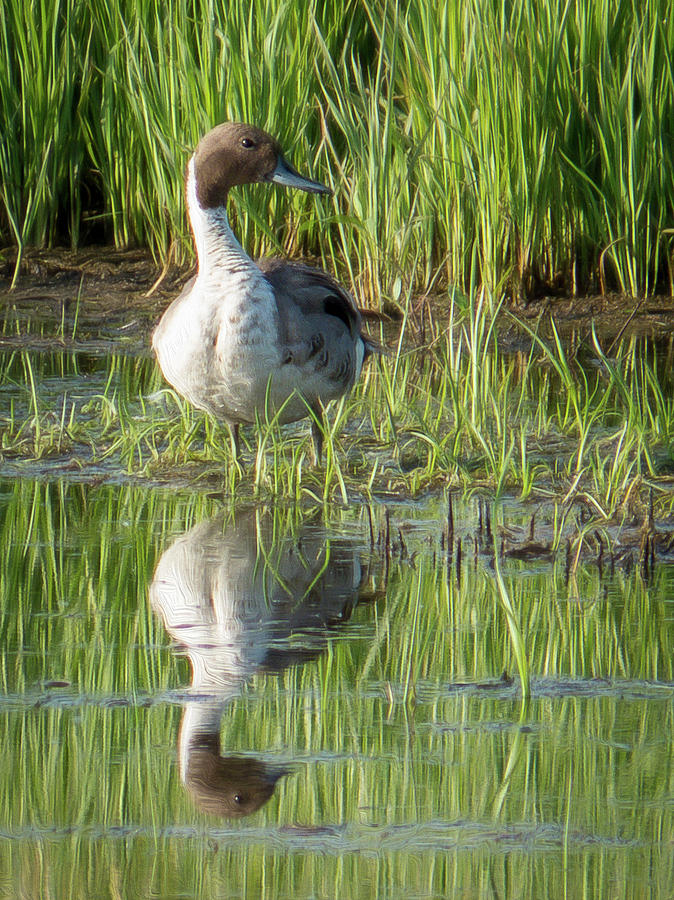 Northern Pintail Duck Reflection Photograph by Patti Deters
