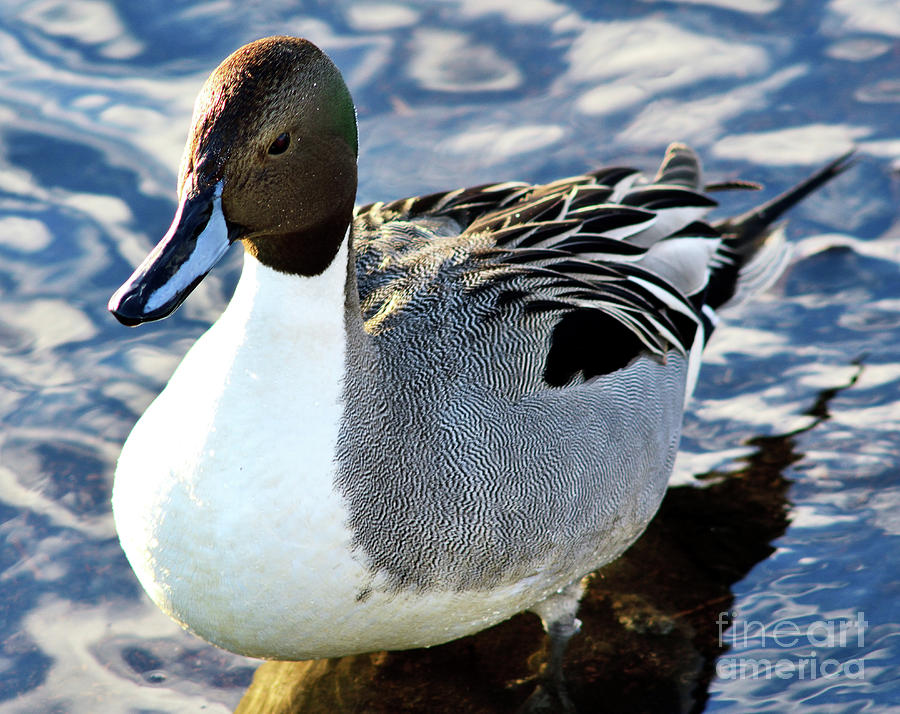 Northern Pintail Duck Photograph by Terry Elniski