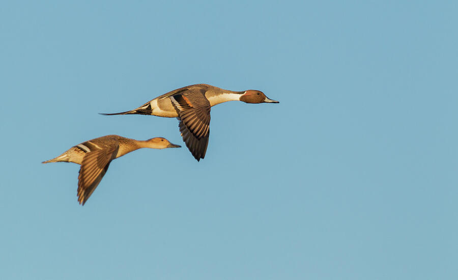 Duck Photograph - Northern Pintail Ducks, Spring by Ken Archer