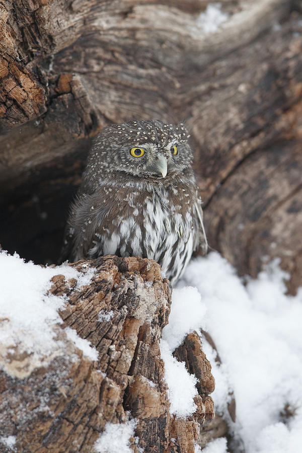 Northern Pygmy Owl, North America Photograph by Sarah Darnell