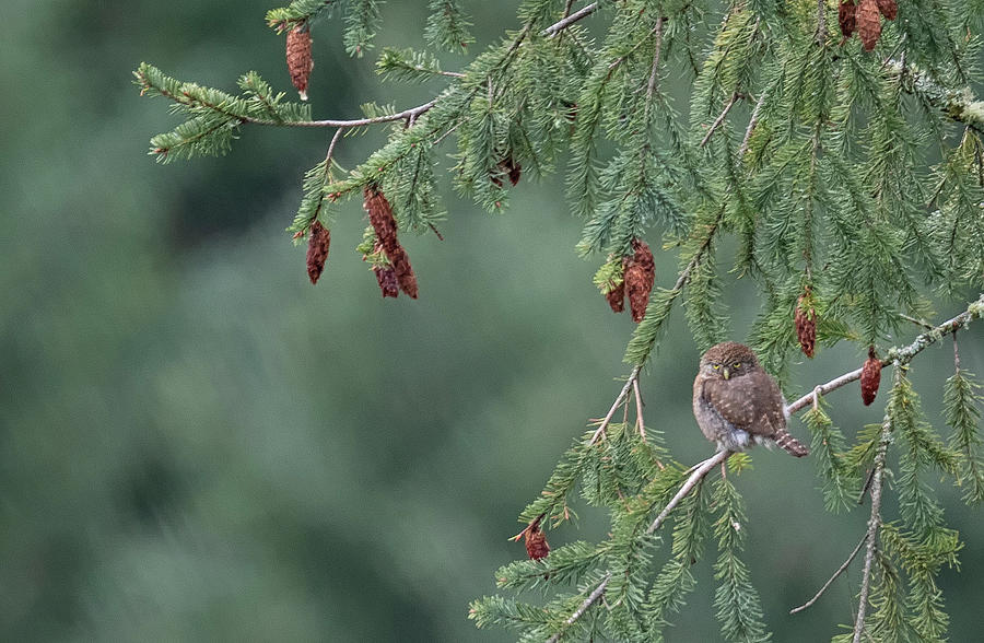 Northern Pygmy Owl Photograph