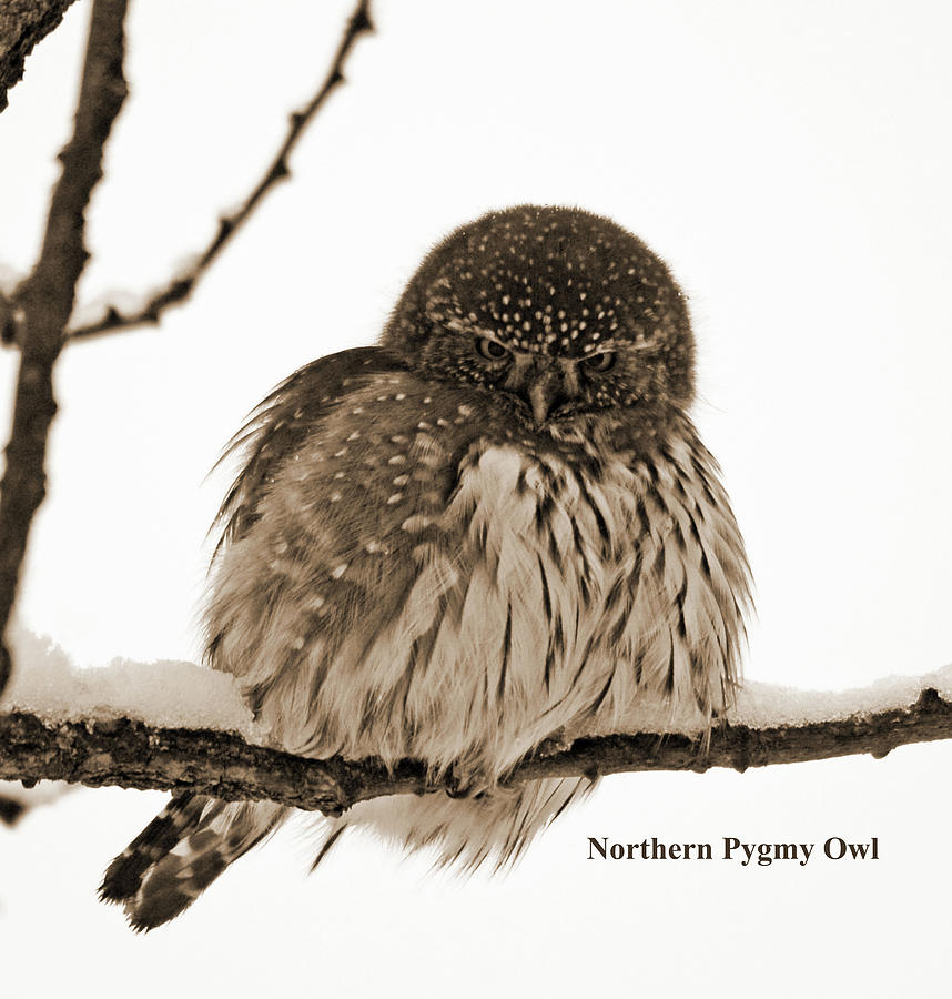 Northern Pygmy Owl- Sepia Photograph by Whispering Peaks Photography