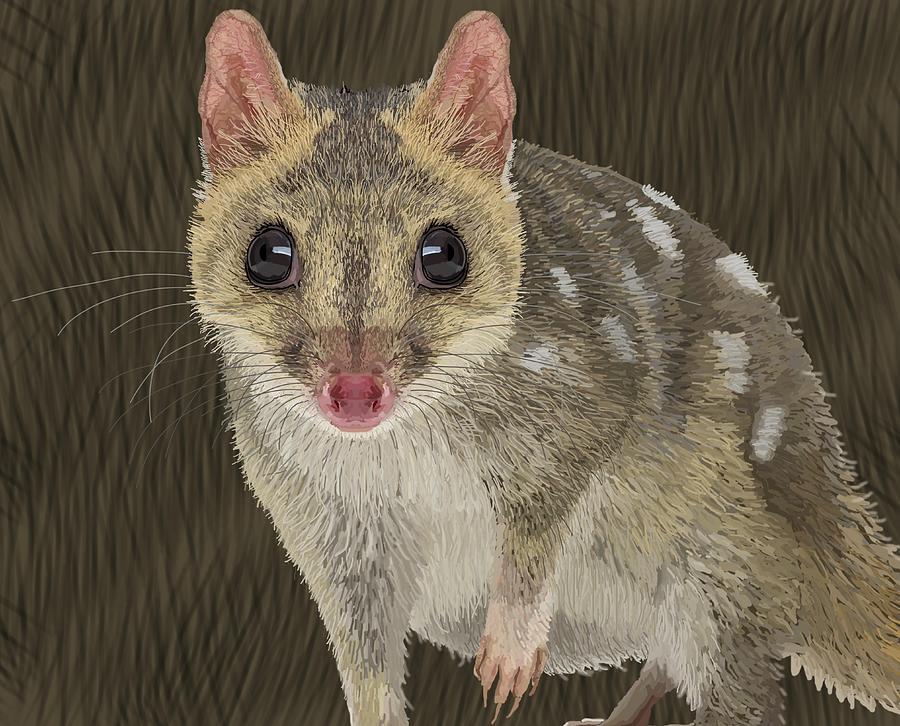 Northern Quoll 1 Drawing by Joan Stratton