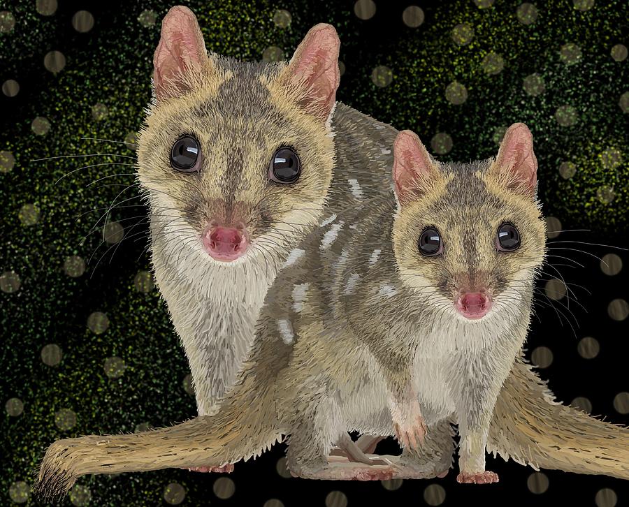 Northern Quoll Pair Drawing by Joan Stratton