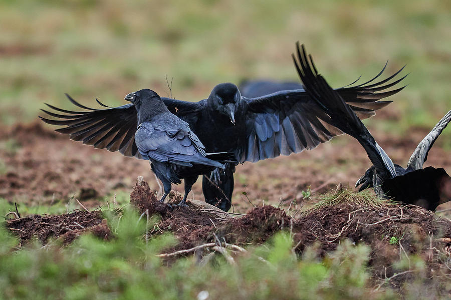 Northern Raven Action Photograph