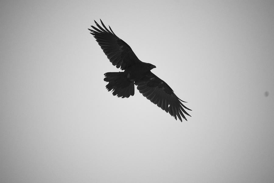 Northern Raven, Arctic Alaska, 2019 Photograph by AR Duchene