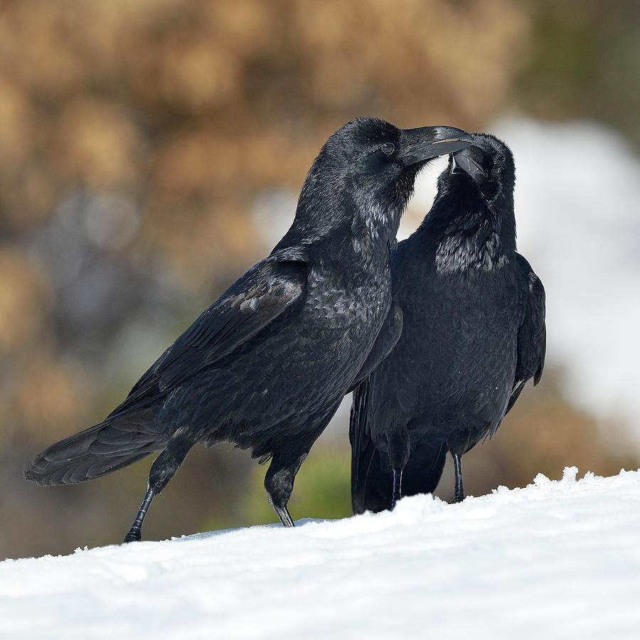 Northern Ravens Interacting In Snow, Spain Photograph by Loic Poidevin ...