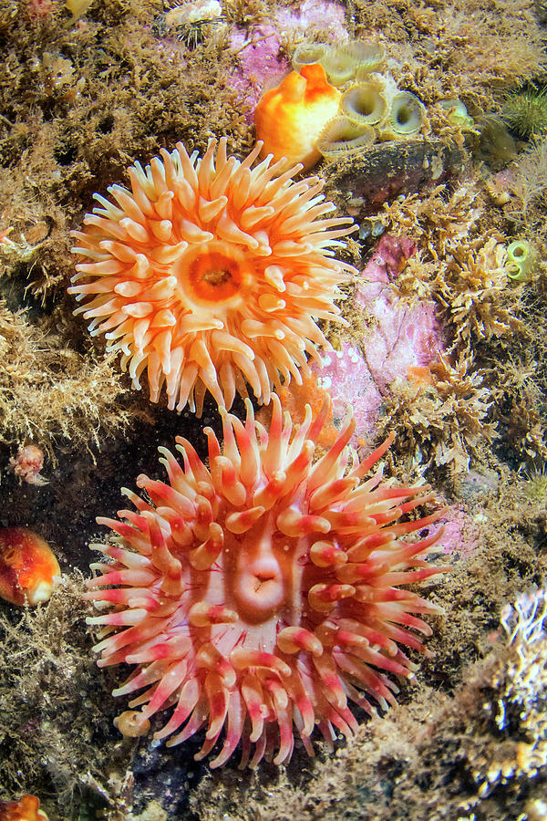 Northern Red Sea Anemone Pair Photograph by Scott Leslie