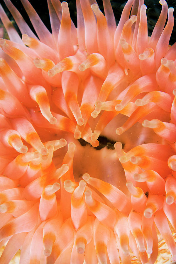 Northern Red Sea Anemone Photograph by Scott Leslie