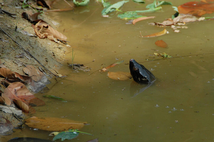 Northern River Terrapin (batagur Baska), Bhawal National Photograph by ...