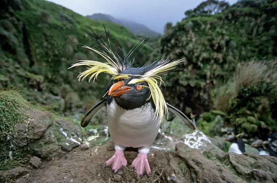 Northern Rockhopper Penguin, Gough Island, South Atlantic Photograph by