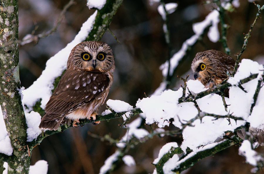 Northern Saw-whet Owl Aegolius Acadicus Photograph by Art Wolfe