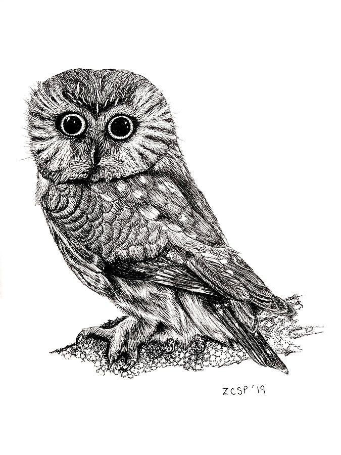 Owl Drawing - Northern Saw-Whet Owl - Aegolius acadicus by Zephyr Polk