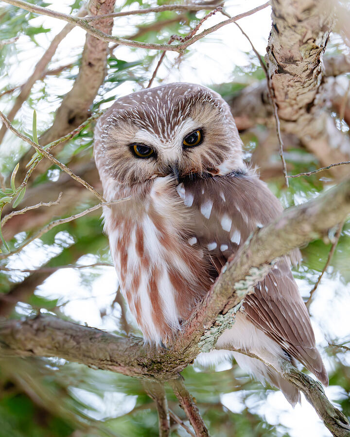 Owl Photograph - Northern Saw-whet Owl by Johnny Chen