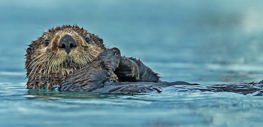 Northern Sea Otter in Alaska Digital Art by Russ Harris