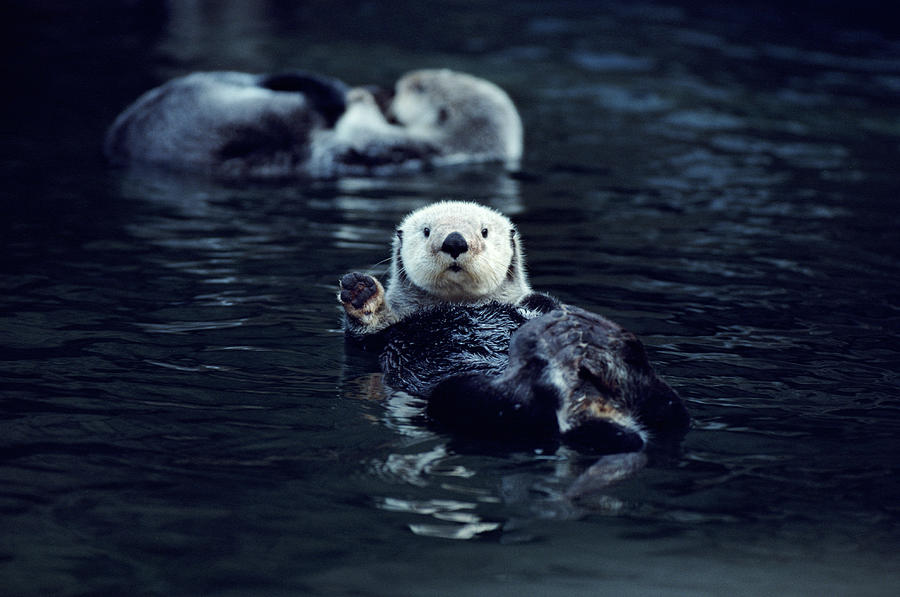 Northern Sea Otters Enhydra Lutris Photograph by Art Wolfe