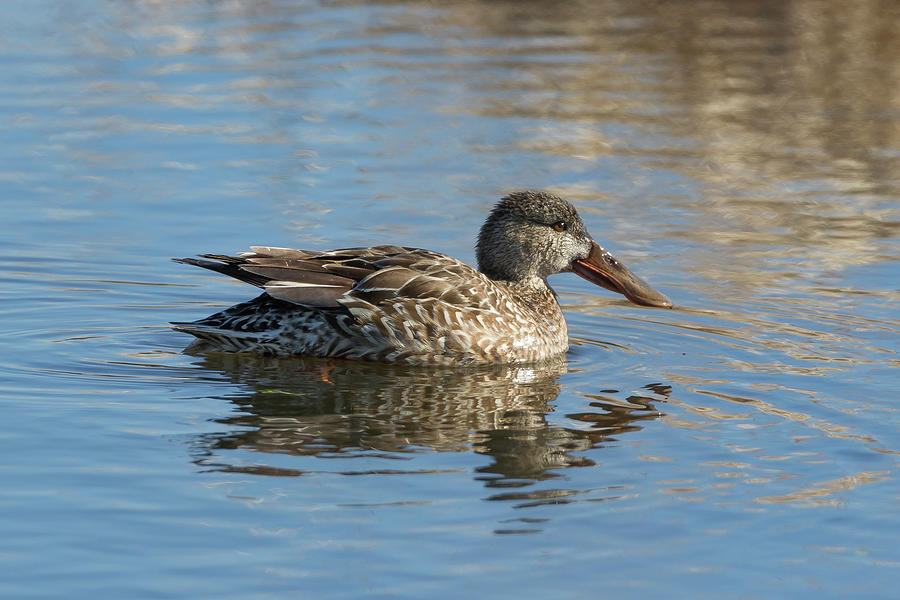 Northern Shoveler, female Photograph by Glenn Lahde - Fine Art America