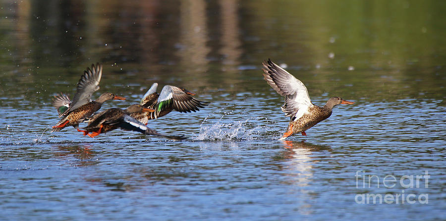 Northern Shoveler by Sue Harper Northern Shoveler by Sue Harper