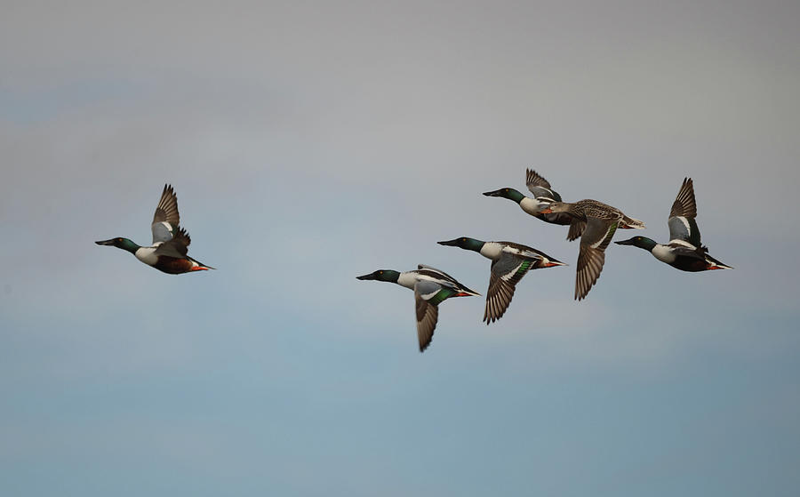 Northern Shovelers- Courtship Flight Photograph by Whispering Peaks Photography